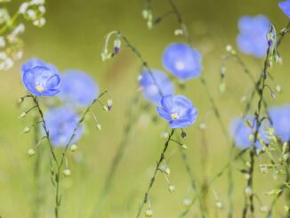 Le proprietà benefiche di una pianta antichissima: il Lino