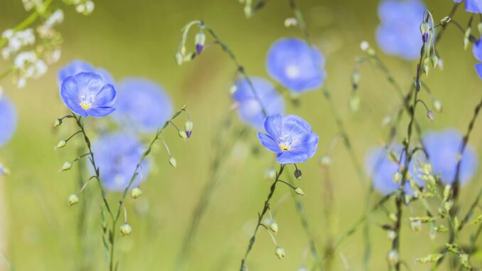 Le proprietà benefiche di una pianta antichissima: il Lino